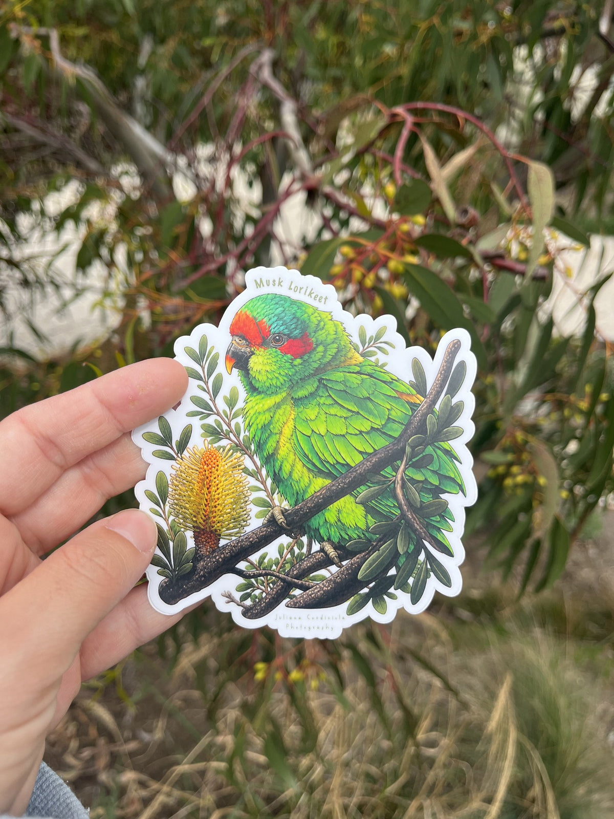 Australian Wildlife Sticker Pack (4 Stickers)